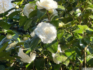 Camellia japonica Centifolia Alba 